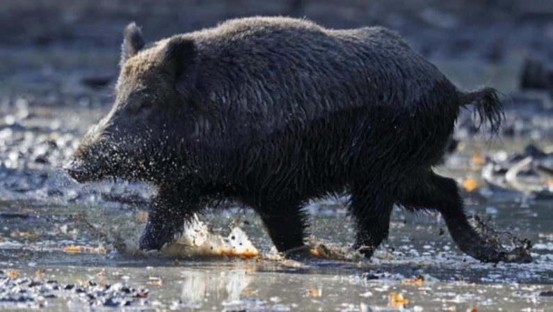 Spara a un cinghiale ma l'animale reagisce e lo uccide