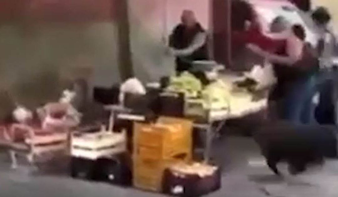 Il cinghiale che ha invaso il mercato cittadino