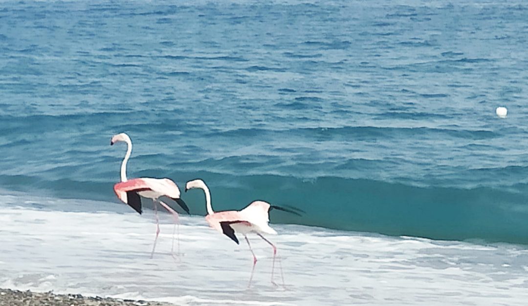 I fenicotteri sulla spiaggia di Cirò marina