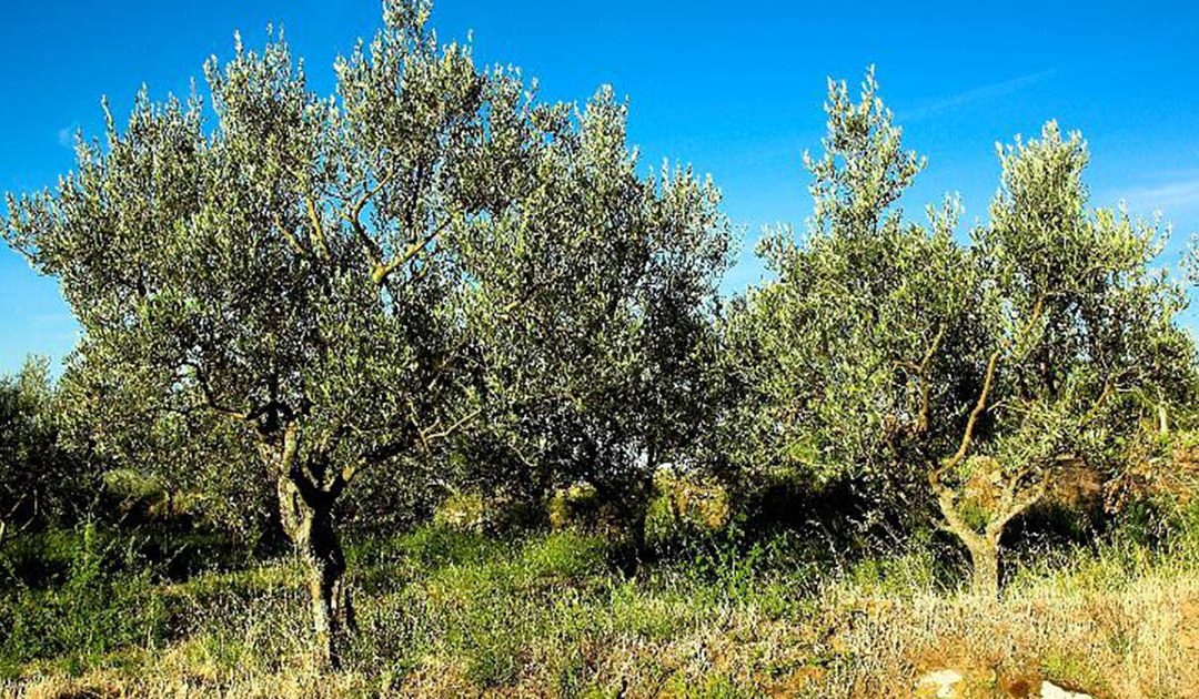 Taglio di ventisette piante di Ulivo ai danni di un imprenditore nel Vibonese