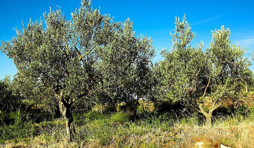 Emergenza Xylella, il batterio viagga a 2 km al giorno  La Coldiretti rinnova l’allarme anche per la Calabria