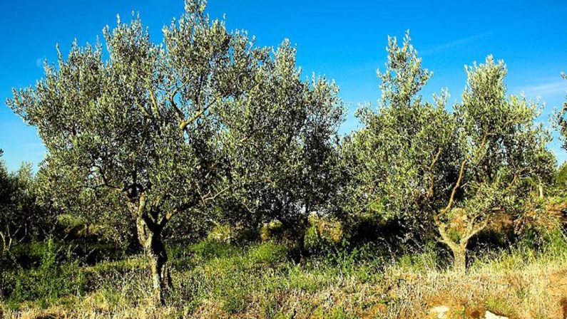 Scoppia l'emergenza Xylella, a rischio la CalabriaPreoccupazione per gli ulivi, batterio si espande