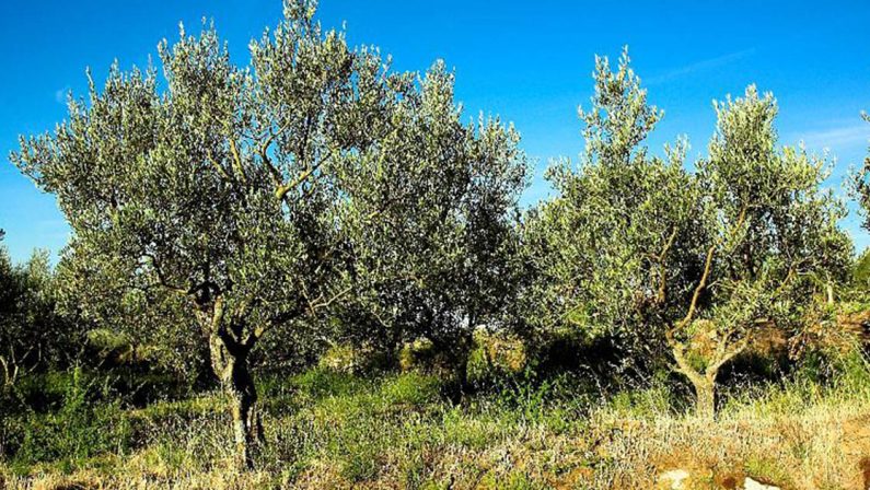 Tagliate piante di ulivo a imprenditoreIntimidazione nel Vibonese, indagini