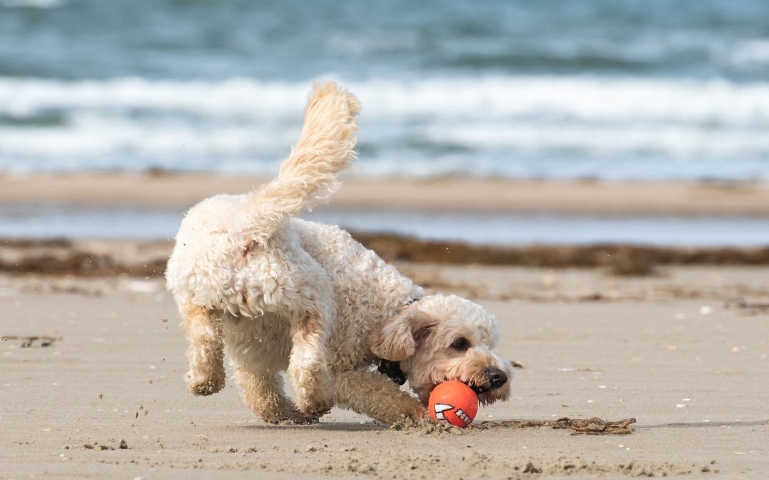 Tropea, il Tar dà ragione ai cani: possono stare in spiaggia