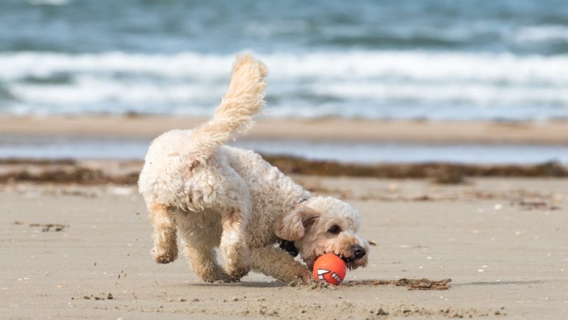 Tropea, il Tar dà ragione ai cani: possono stare in spiaggia