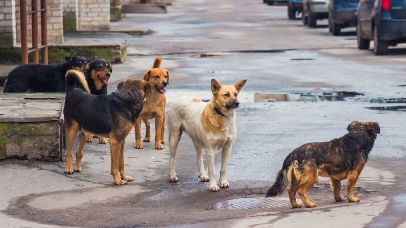 Cani randagi all'ingresso dell'ospedale di Corigliano