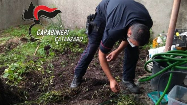 Coltivava marijuana nel giardino di casa, arrestato 45enne di Vallefiorita