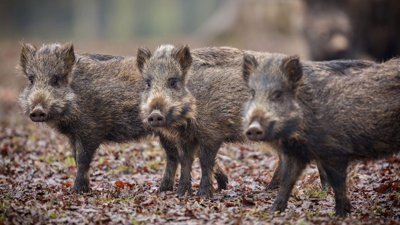 Peste suina, individuato un cinghiale infetto nel Reggino