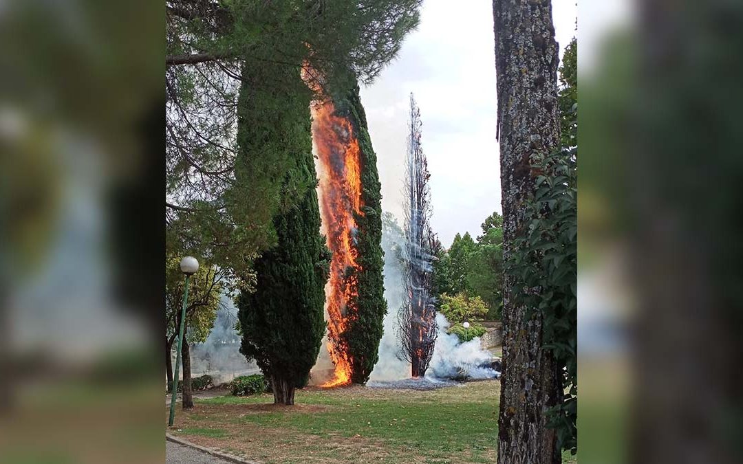Rende, a fuoco due alberi nel Parco Robinson