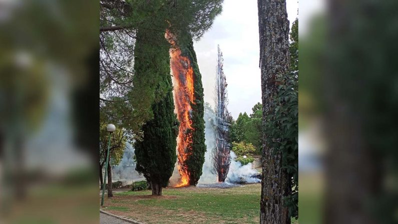 Rende, a fuoco due alberi nel Parco Robinson