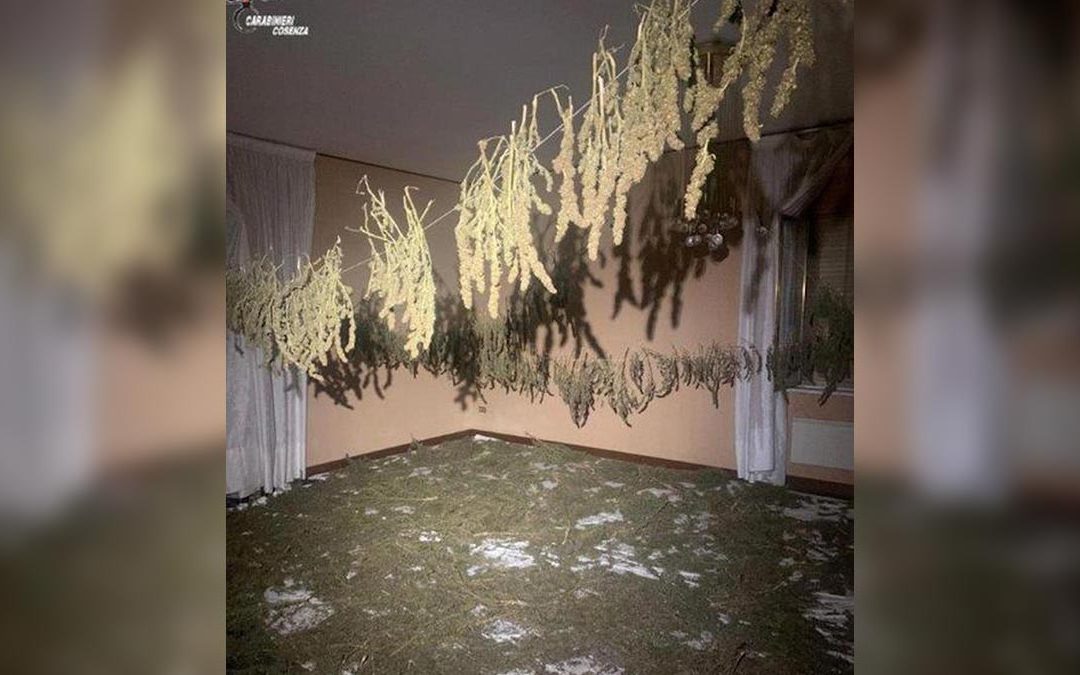 Corigliano, un “laboratorio” con 60 kg di marijuana in una casa disabitata