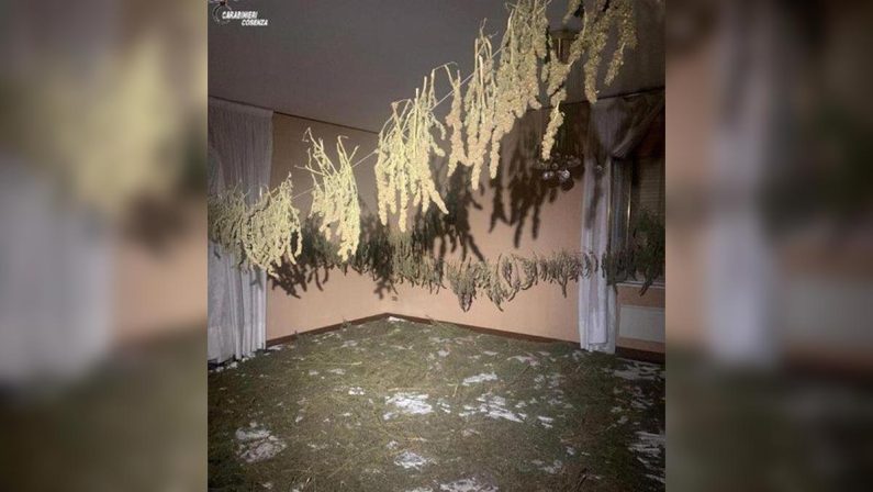Corigliano, scoperto un "laboratorio" con 60 kg di marijuana in una casa disabitata