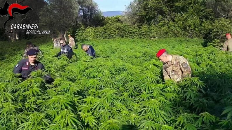 Beccato ad annaffiare marijuana, uomo arrestato dai carabinieri nel Reggino