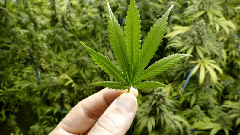 Marijuana coltivata in casa, due arresti a Castrovillari