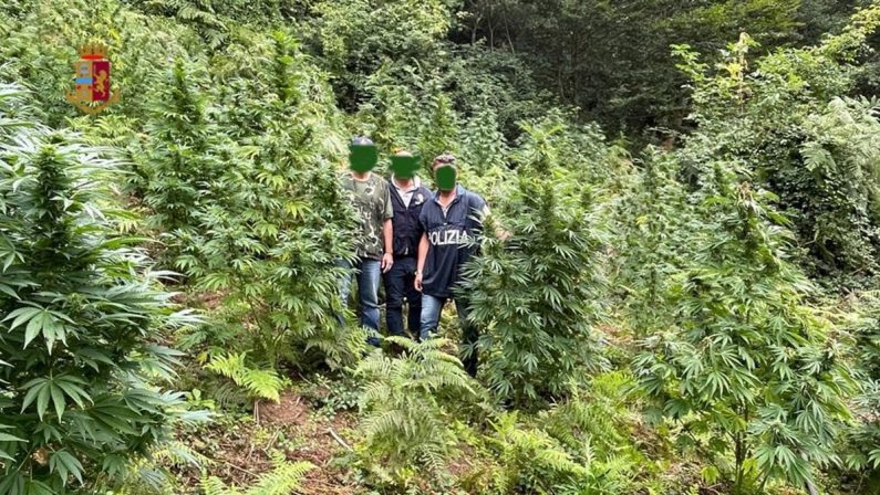 Oasi della marijuana scoperta a Fuscaldo, estirpate più di 850 piante