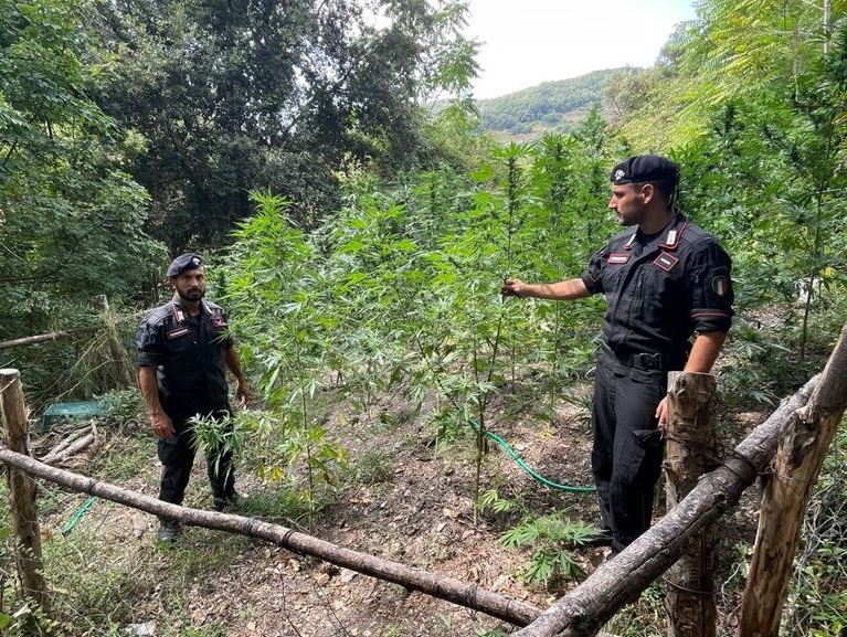 Piantagione di canapa nelle campagne del Cosentino, distrutti 400 arbusti