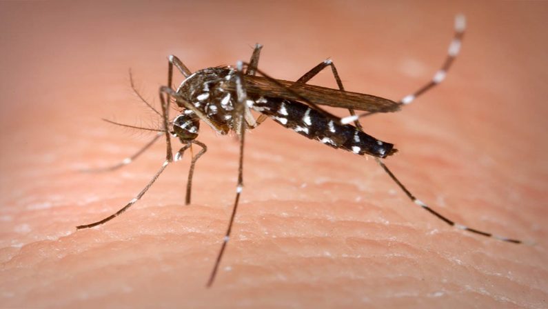 Allarme zanzare in tutta l'area Sud a causa del cambiamento climatico