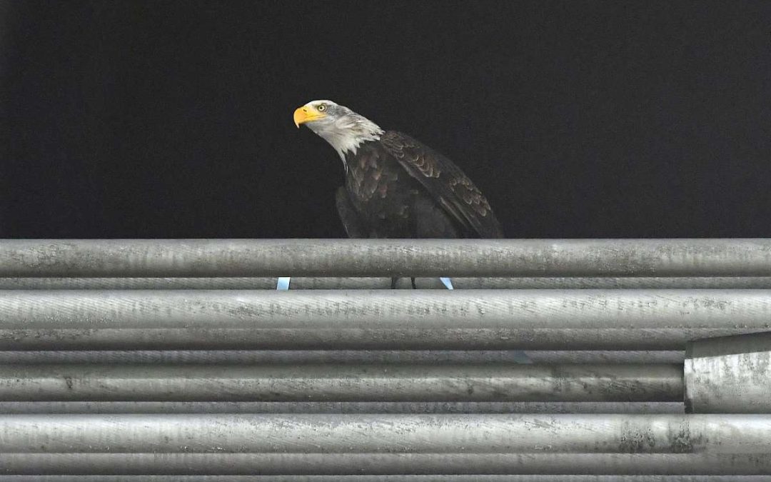Inneggia al duce, sospeso addestratore aquila Olympia