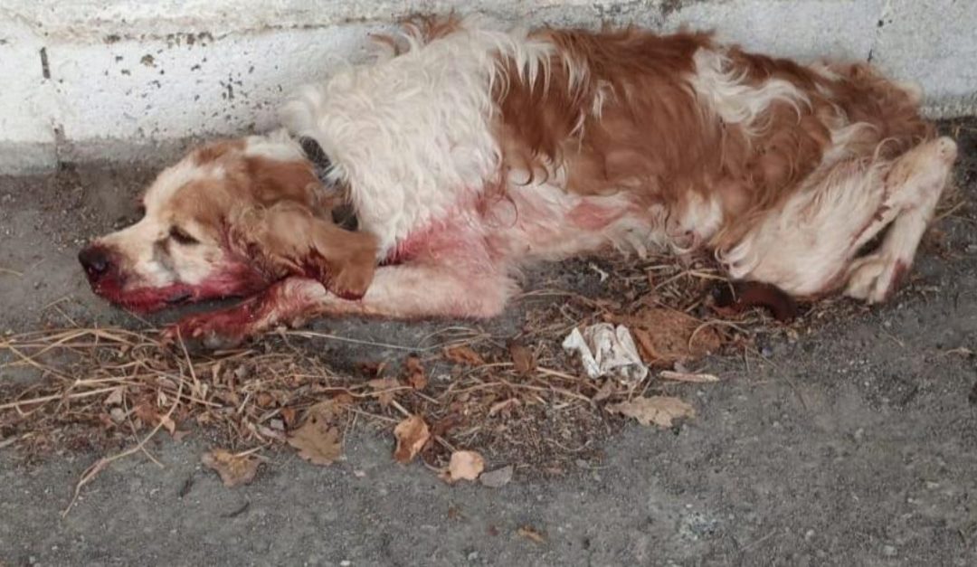 La storia: Momo, cane ferito dalle mazzate, messo in salvo da Giusy