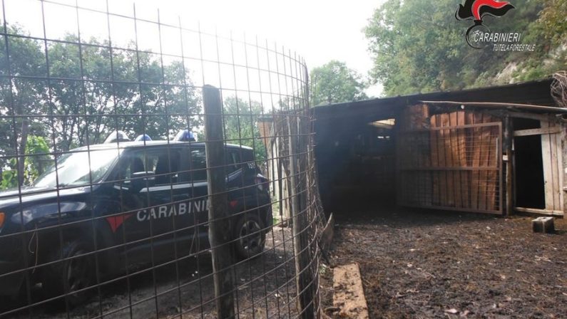 Cani per il controllo del gregge, decine di sanzioni nel Catanzarese dopo la tragedia di Satriano