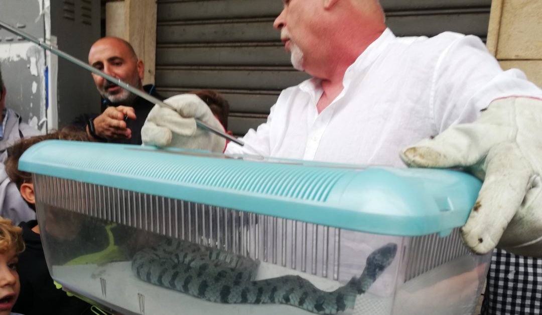 Il rettile messo in sicurezza