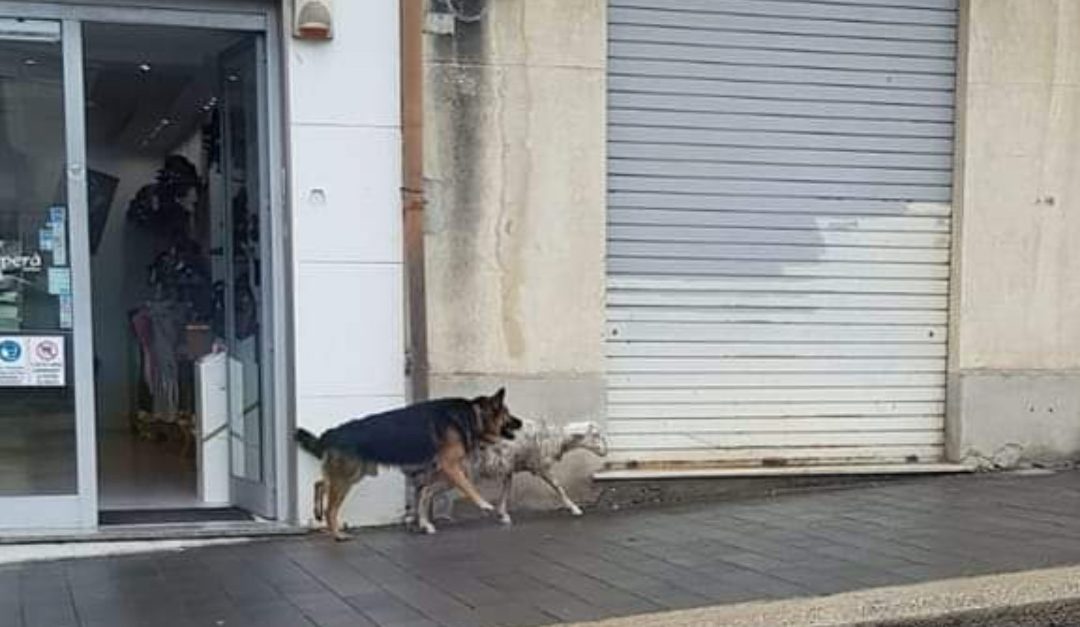 Pecora e cane a passeggio per il centro di Vibo Valentia