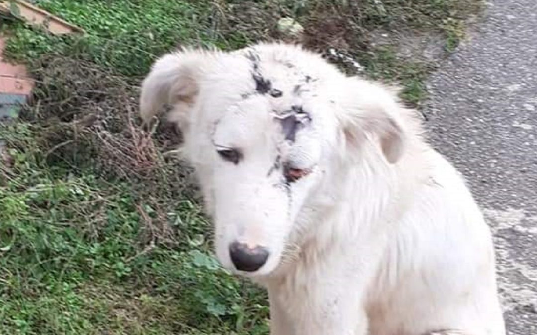 Il cucciolo seviziato