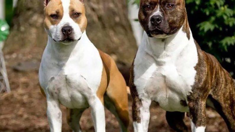 Modena: 89enne sbranata da due cani, per il veterinario non dipende dalla razza