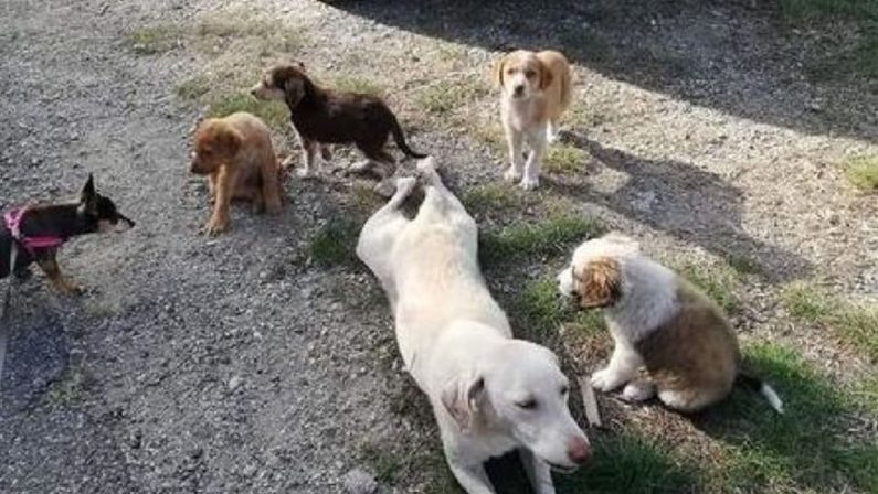 Strage di cani nel Catanzarese: avvelenata Sophia e cinque dei suoi cuccioli