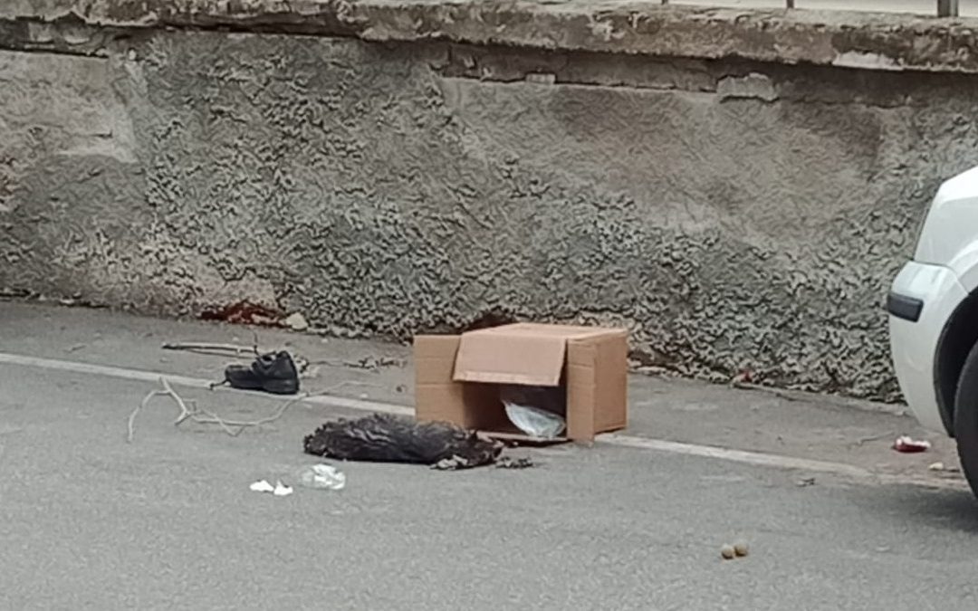 Il gatto in decomposizione davanti alla scuola di Schiavonea