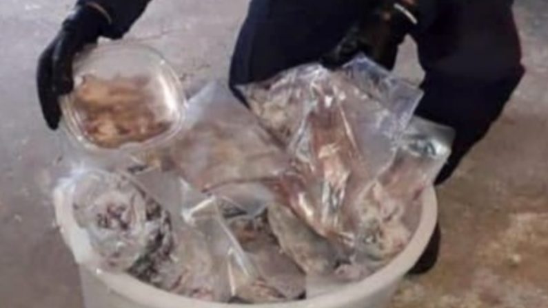 Sequestrati 235 ghiri congelati e pronti al "consumo": è il cibo delle "mangiate" di 'ndrangheta
