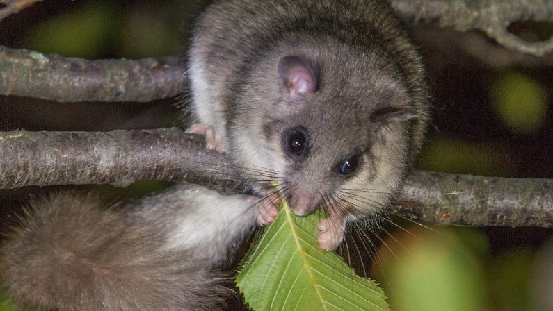 Due ghiri morti nella tasca del gilet: due denunce nel Reggino