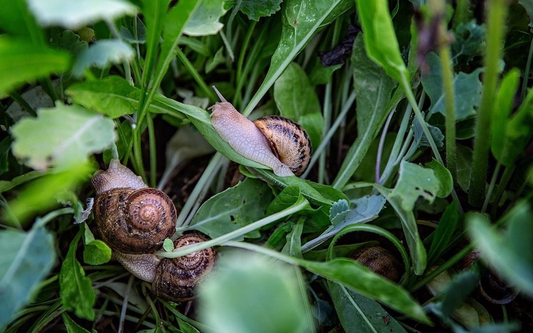 Tempo di raccolta di lumache, ma a prenderle oggi in Calabria sono gli indiani