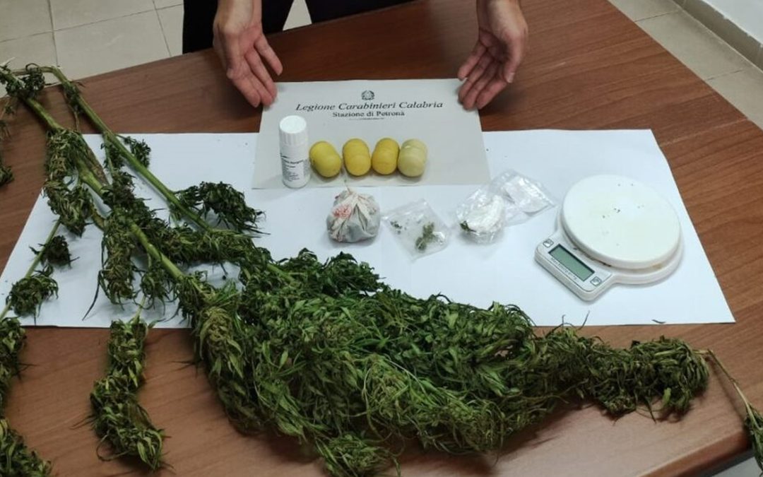 La marijuana sequestrata a Petronà