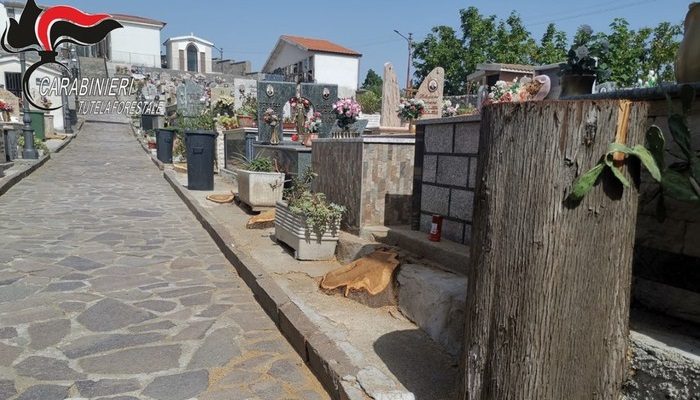 Taglia 23 cipressi nel cimitero, denunciato responsabile ufficio tecnico comunale nel Cosentino