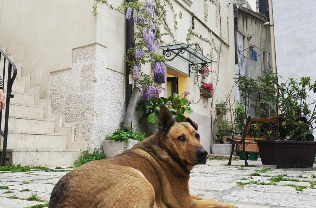 Una foto di Rex - foto dalla pagina Facebook "Gli amici ci Rex"
