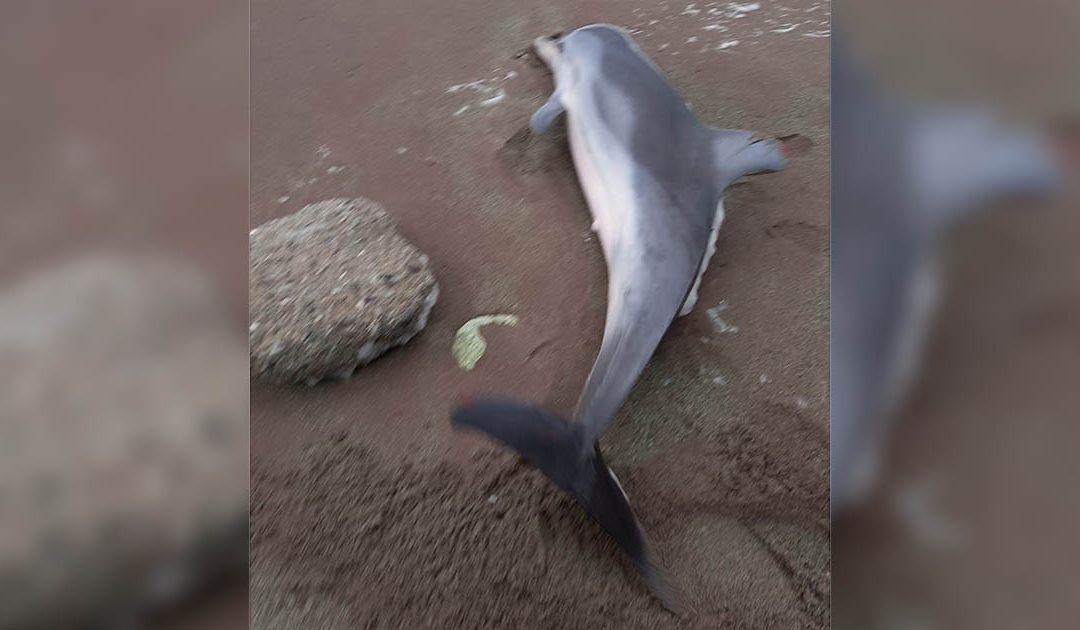 Delfino spiaggiato a Fuscaldo salvato dalla Guardia Costiera
