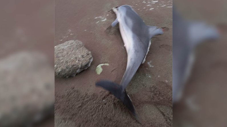 Delfino spiaggiato a Fuscaldo salvato dalla Guardia Costiera su segnalazione dei cittadini