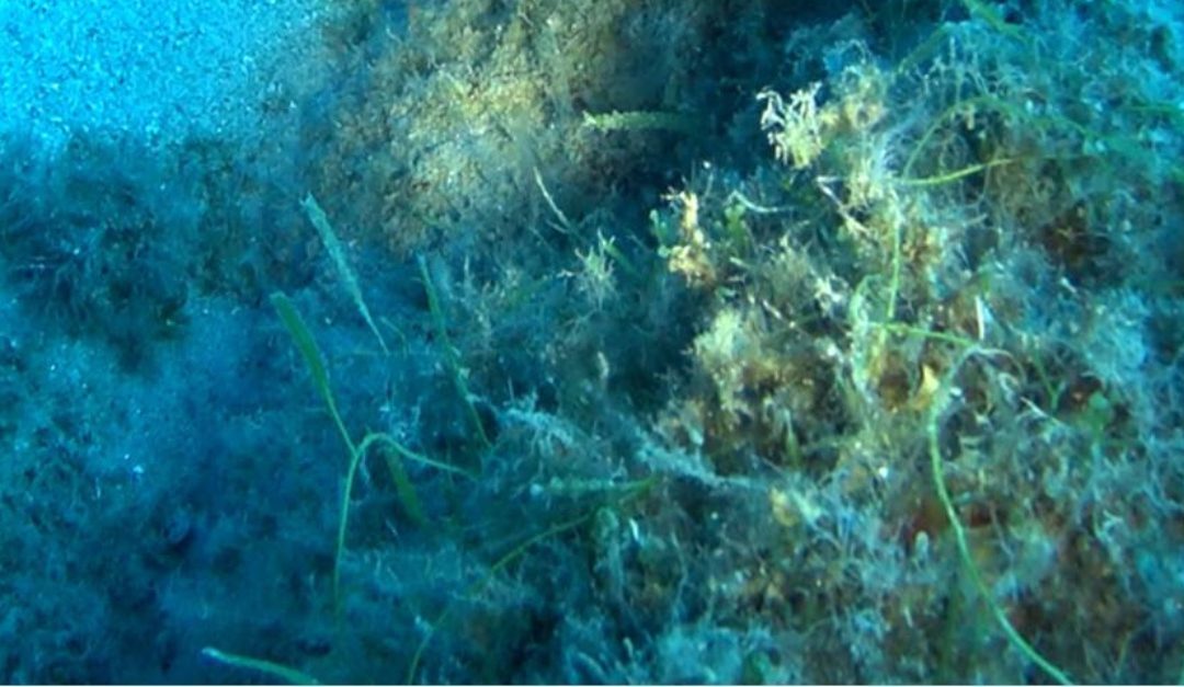 La nuova alga scoperta nelle acque di Capo Vaticano
