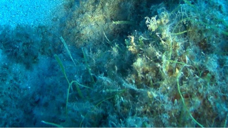 Un'alga tropicale scoperta nel Vibonese