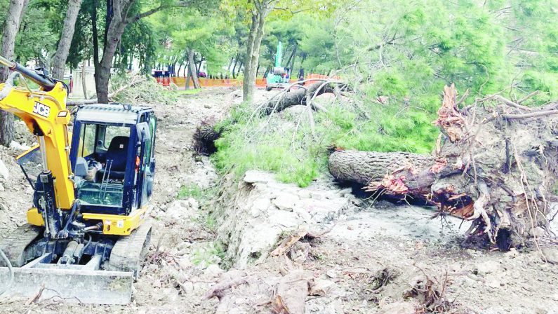 Matera, gli alberi del rione Agna abbattuti senza un perchè