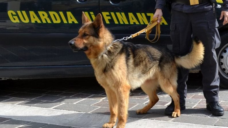 Vibonese viaggia con 100mila euro in auto, lo scopre il cane della Guardia di Finanza