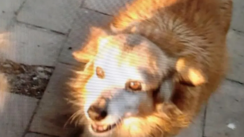 L'atroce morte di "Musetto": il cane colpito con un petardo, indagini a Crotone 