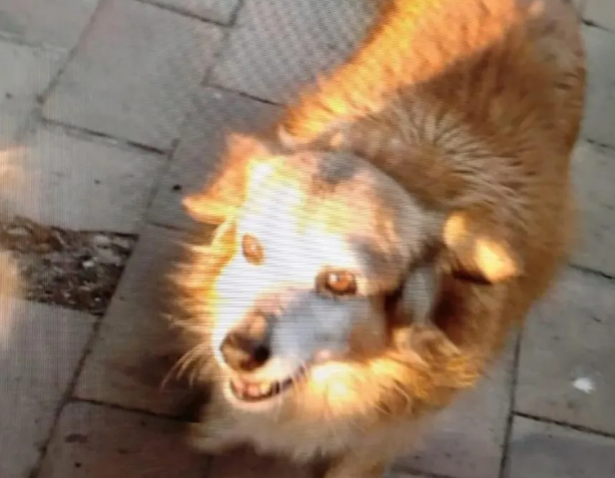 Il cane Musetto