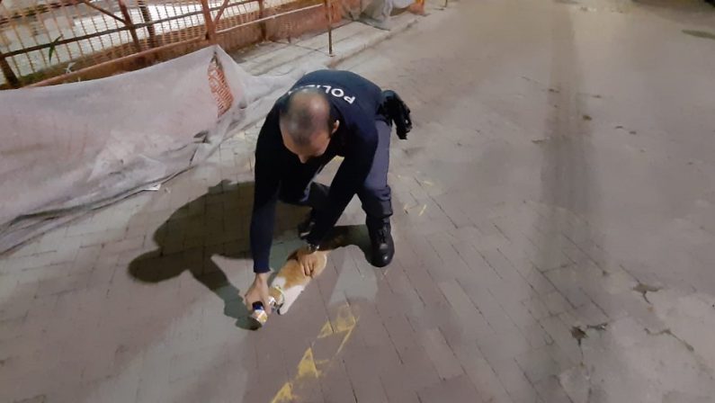 Tanto va il gatto alla lattina che la testa rimane incastrata: salvato da un poliziotto