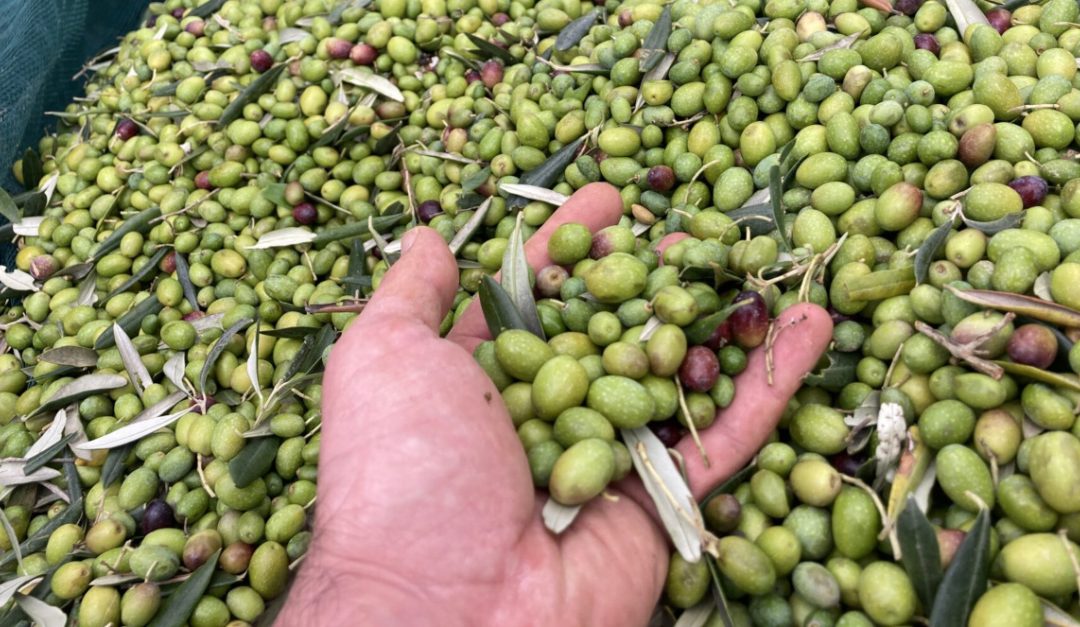 La memoria delle raccoglitrici di olive in un documentario