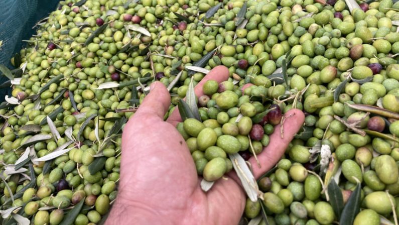 La memoria delle raccoglitrici di olive in un documentario