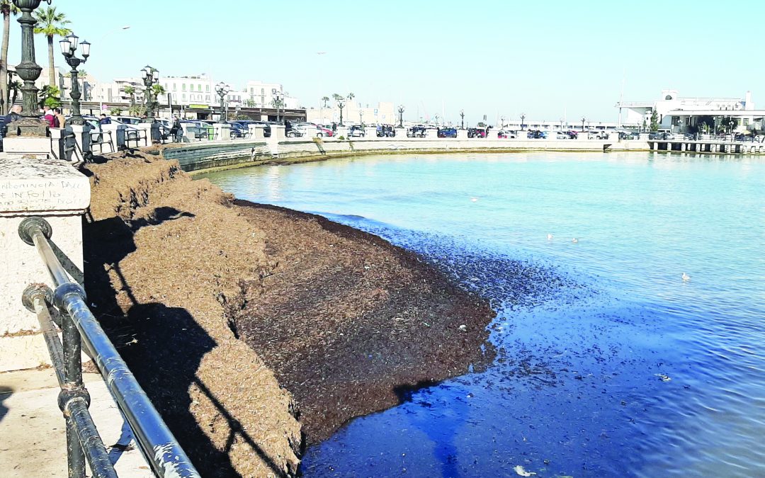 Bari, invasione di alghe e stop al traffico: il lungomare dai due volti
