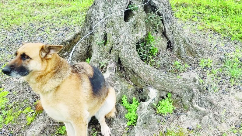 Barletta, rapisce un cane e chiede il riscatto. In manette un 64enne