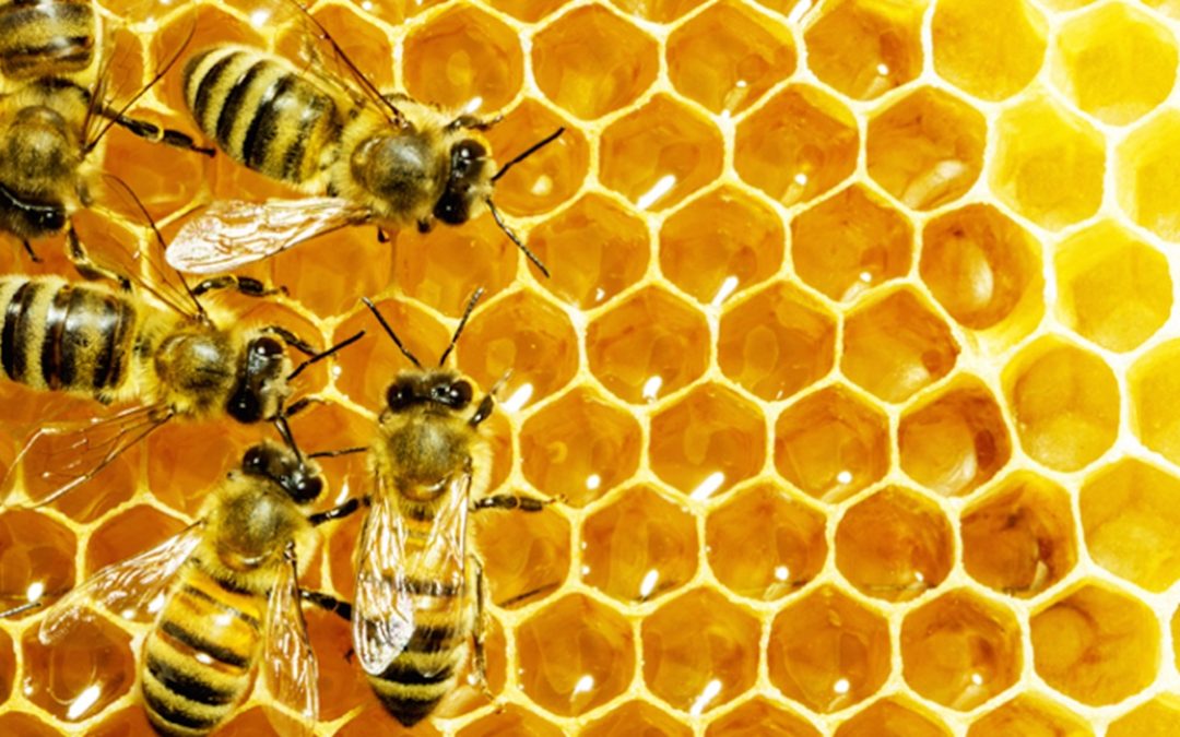 LA CARD di Pietrangelo Buttafuoco La società delle api
